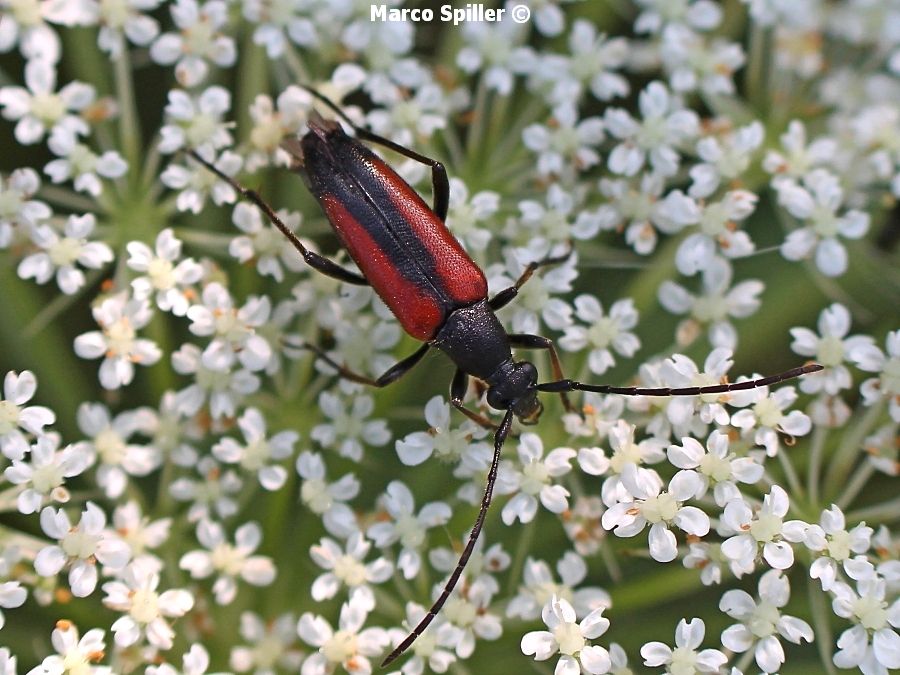 Stenurella melanura - femmina e maschio